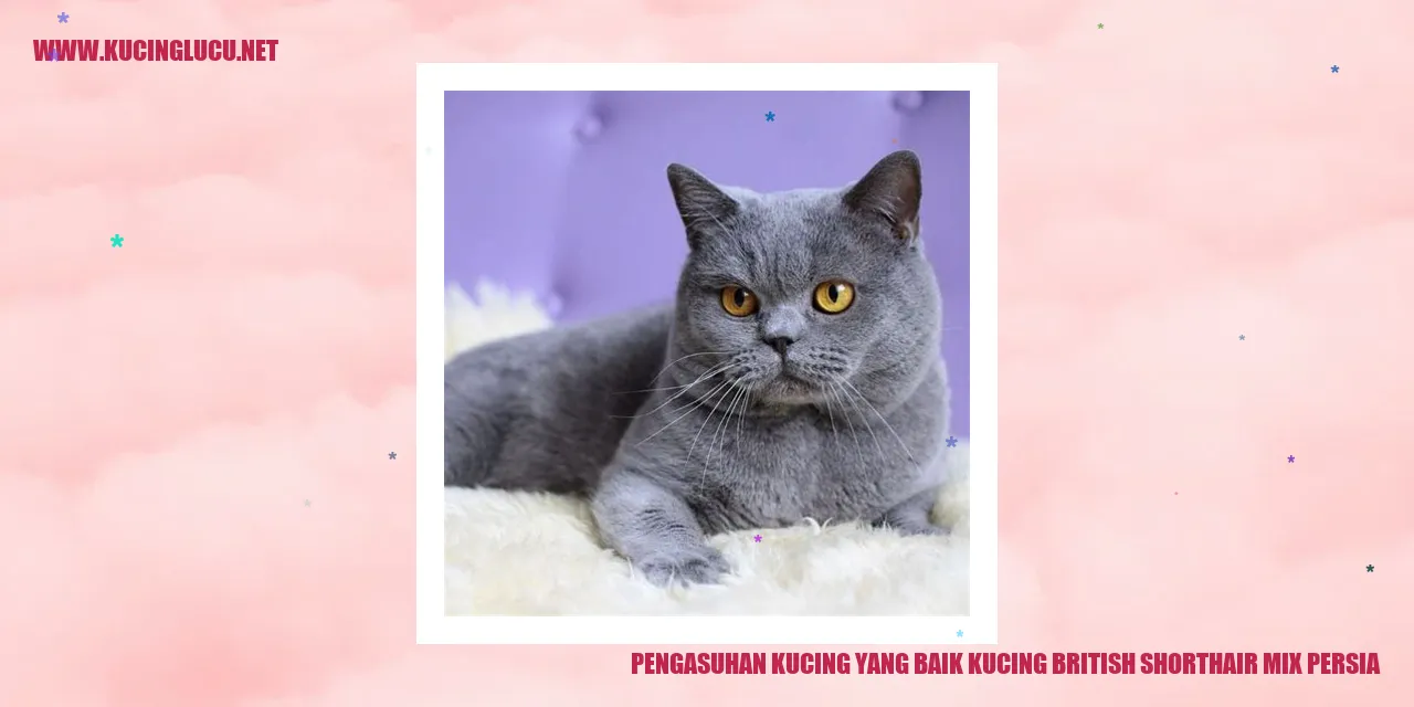 Kucing British Shorthair Mix Persia