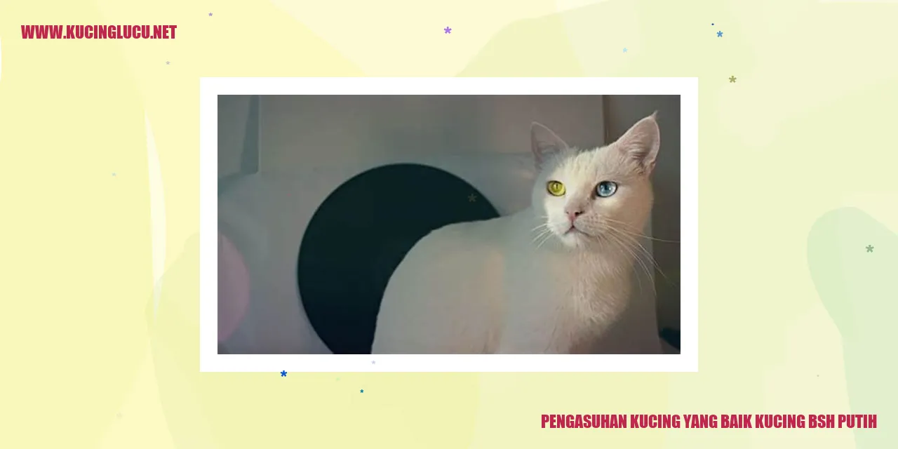 Kucing BSH Putih