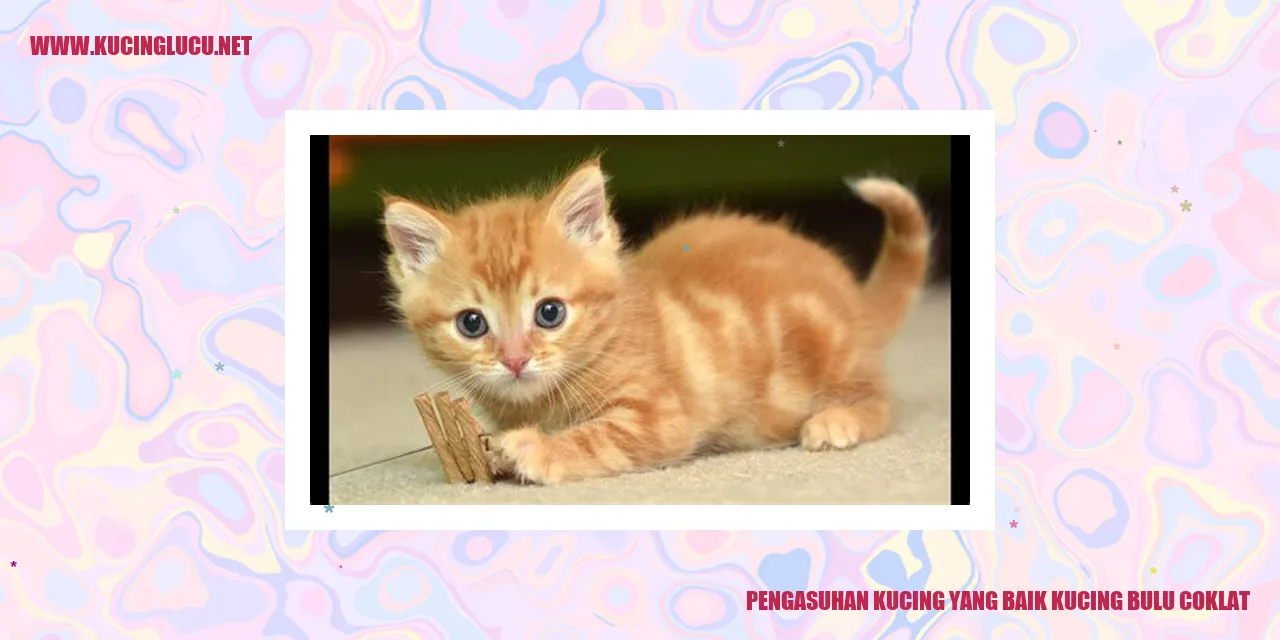 Kucing Berbulu Coklat