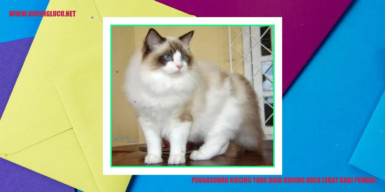 Kucing dengan bulu lebat dan kaki pendek