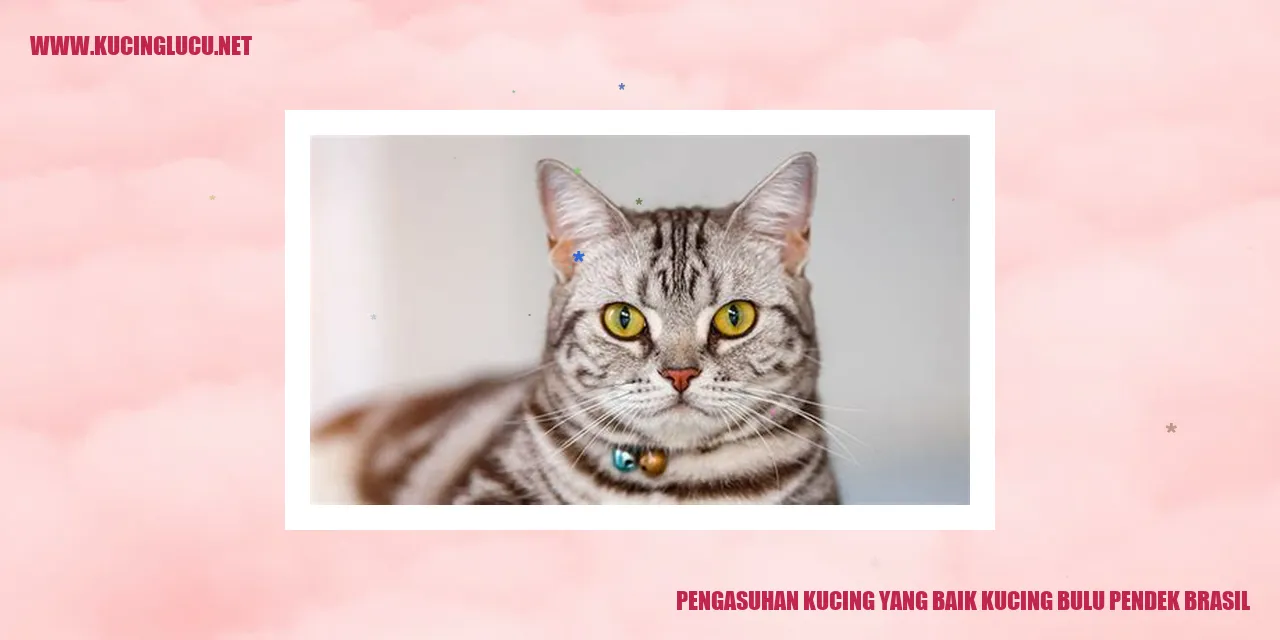 Kucing bulu pendek Brasil