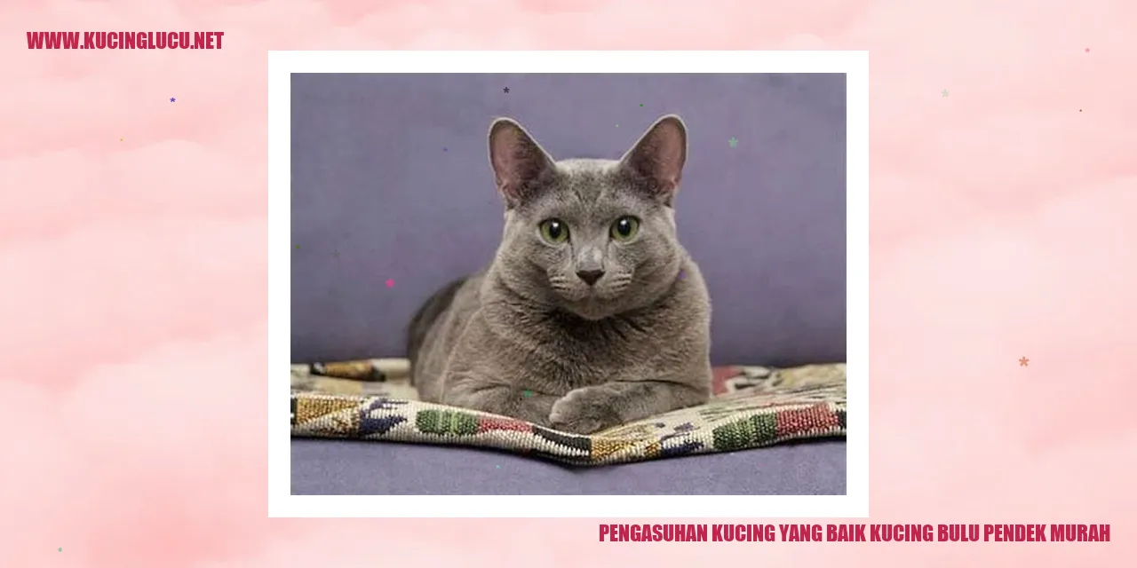 Kucing Bulu Pendek Murah