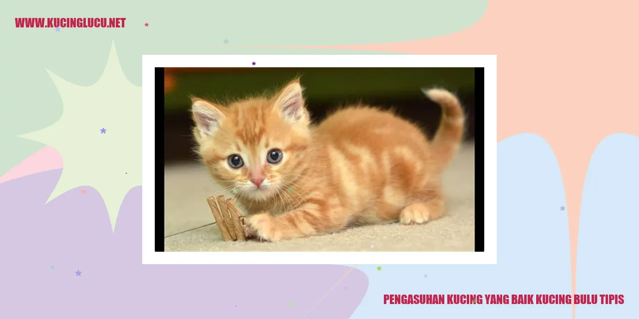 Pengasuhan Kucing yang Baik