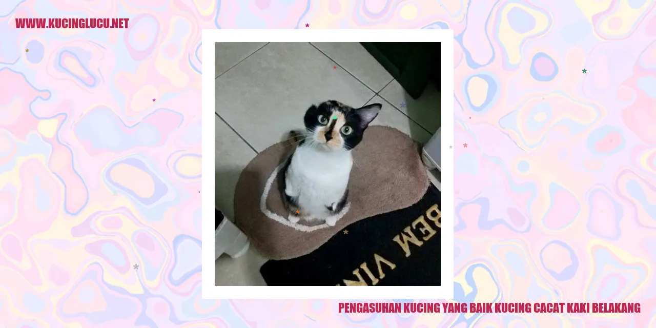 Kucing Cacat Kaki Belakang
