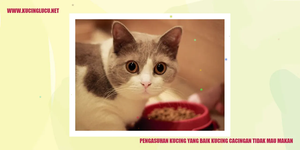 Gambar Kucing yang Menderita Infeksi Cacing