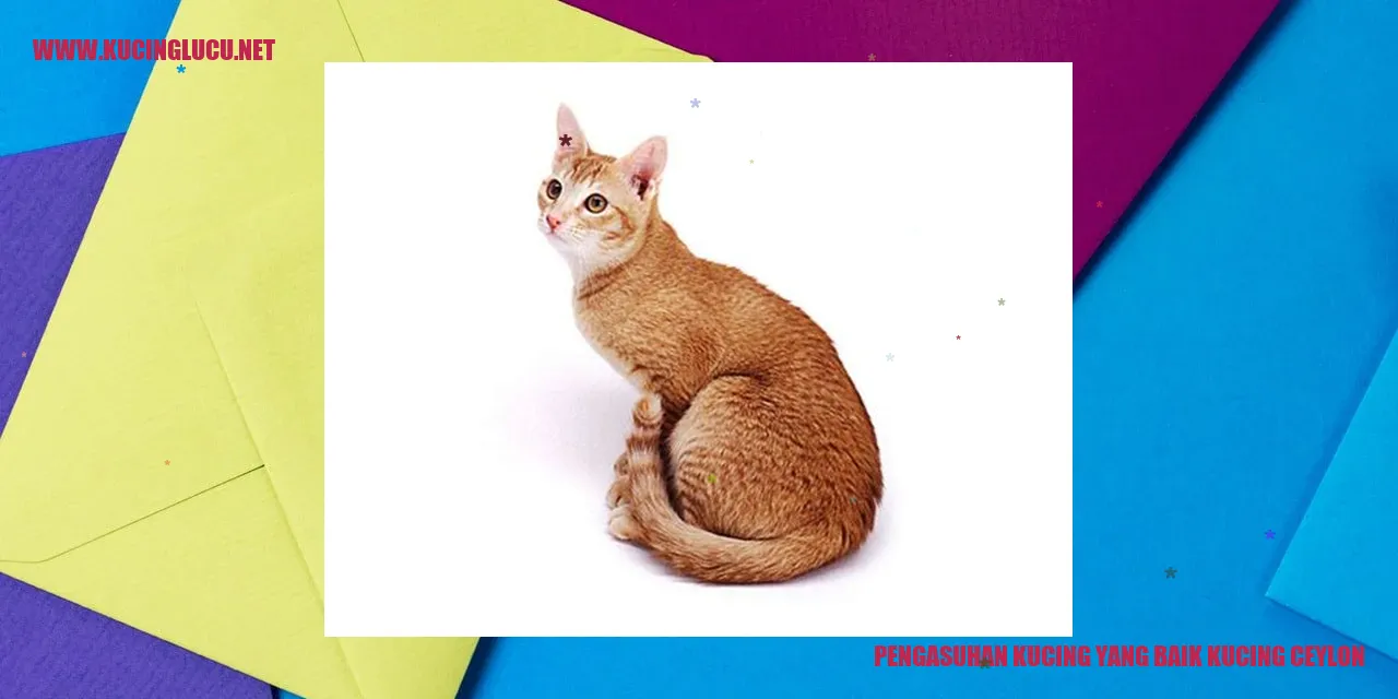 Gambar Kucing Ceylon