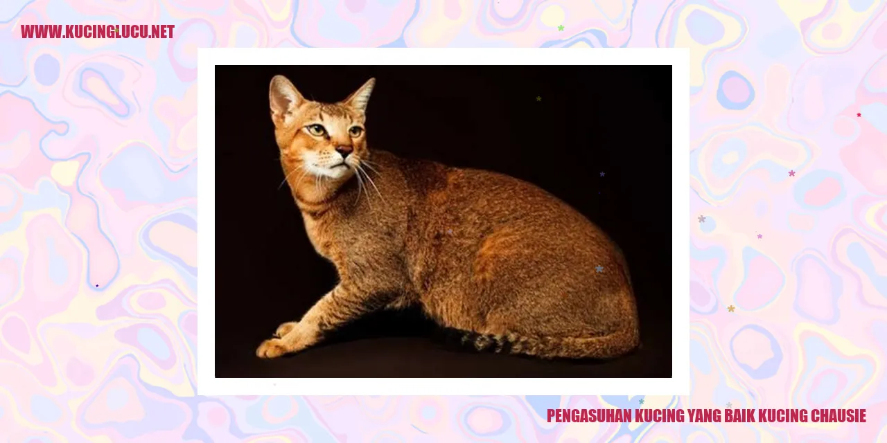 Kucing Chausie
