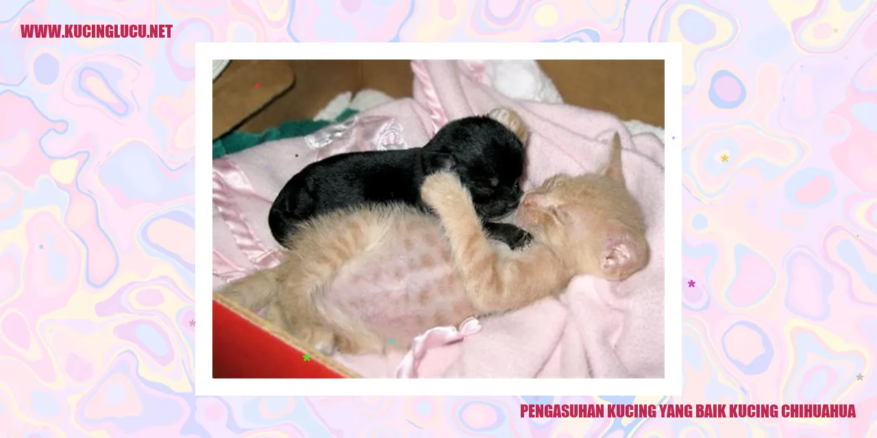 Pengasuhan Kucing yang Baik