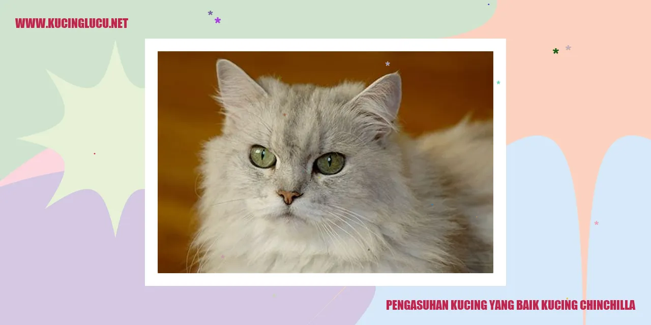 Kucing Chinchilla yang Sehat