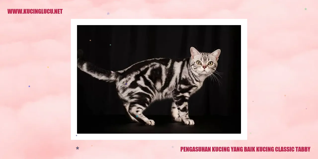 Kucing Classic Tabby