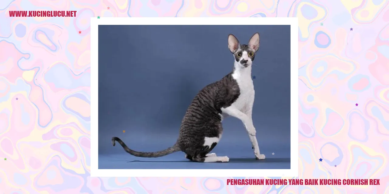 Kucing Cornish Rex