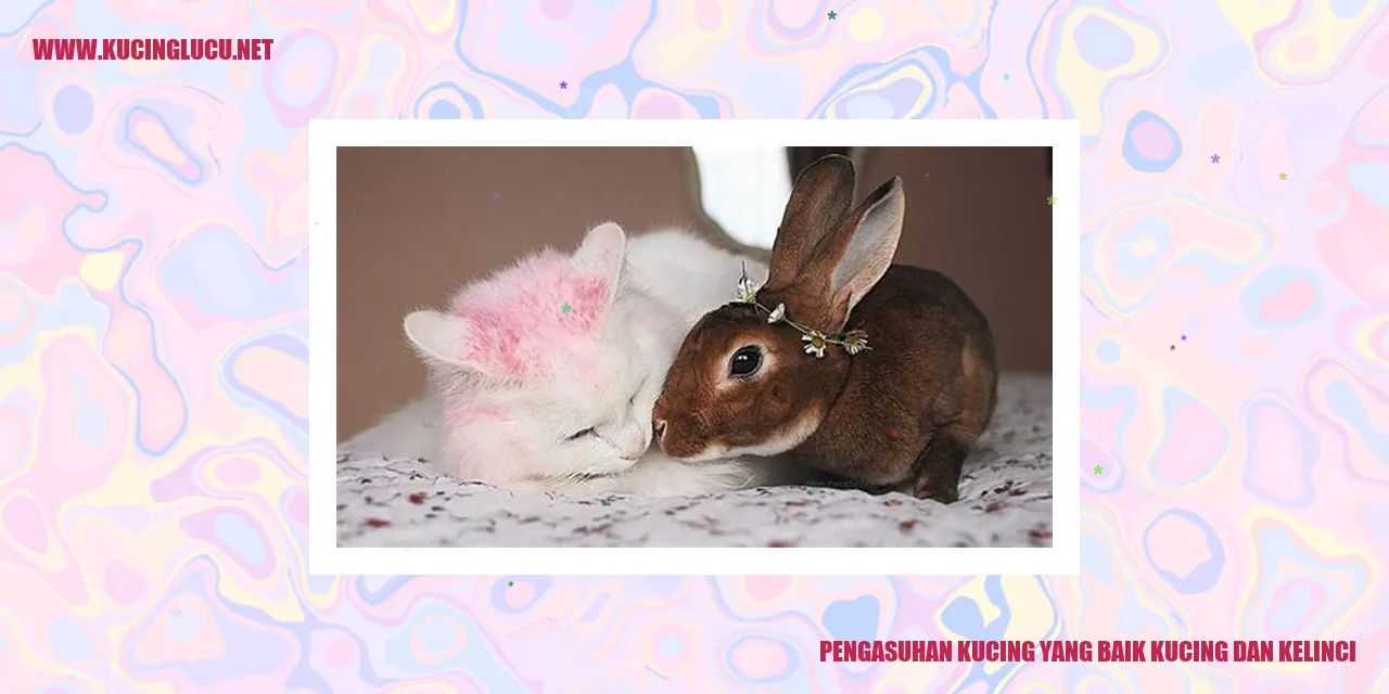 Gambar Kucing dan Kelinci
