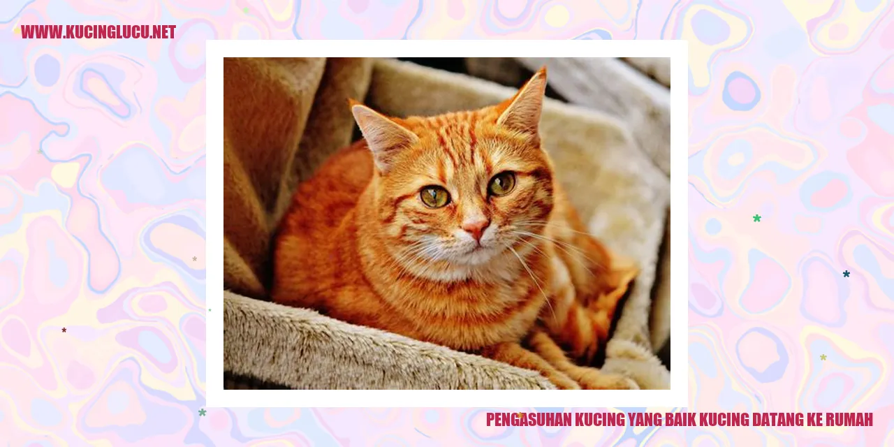 Tips Mengasuh Kucing agar Bahagia dan Sehat