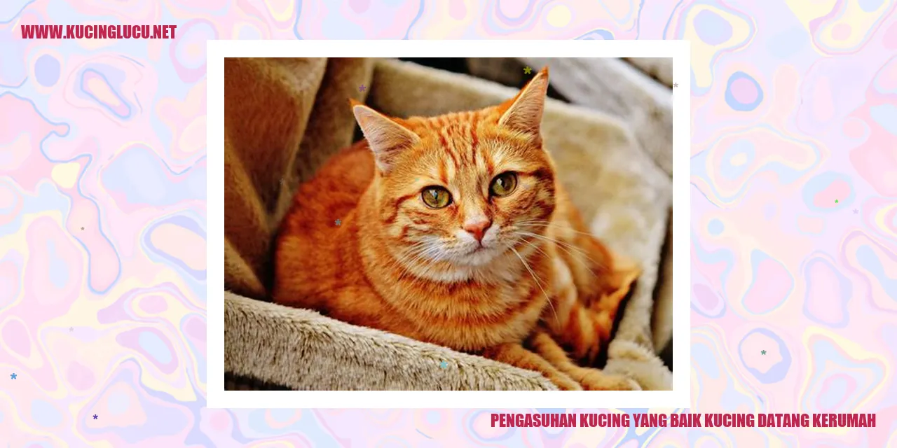 Gambar Kucing Tinggal di Rumah