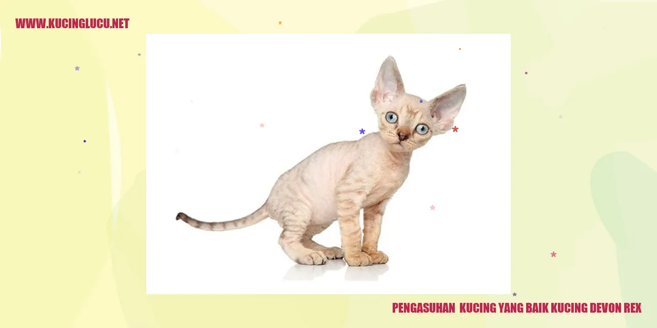 Gambar kucing Devon Rex