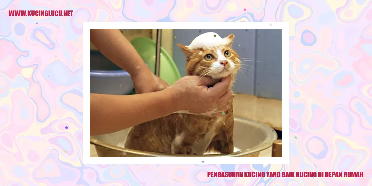 Kucing di depan rumah