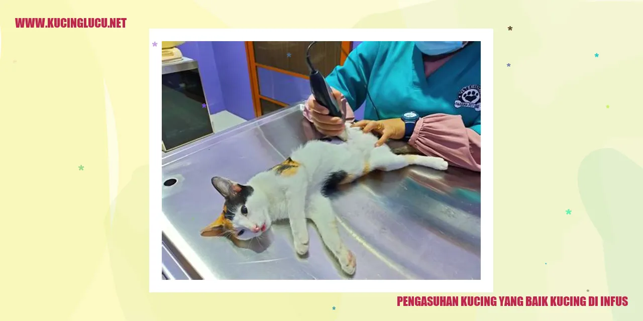 Kucing diinfus
