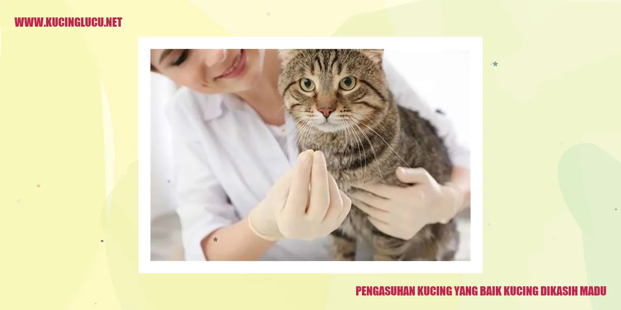 Kucing Madu