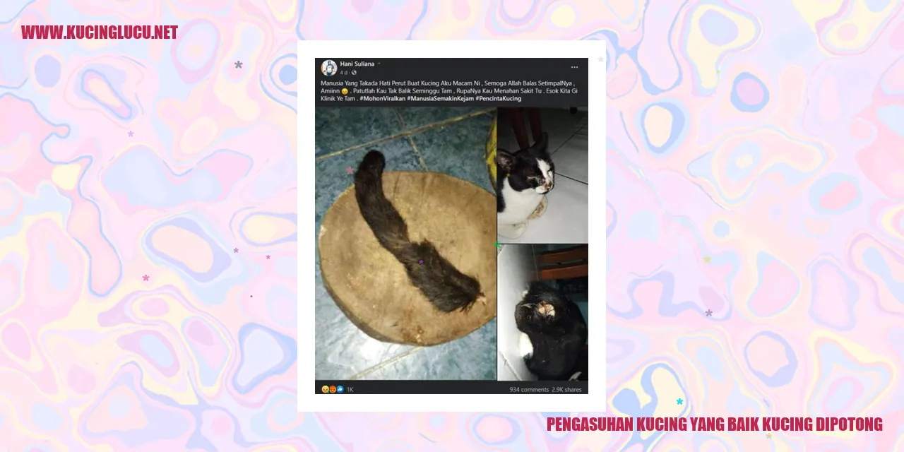 Pengasuhan Kucing yang Baik