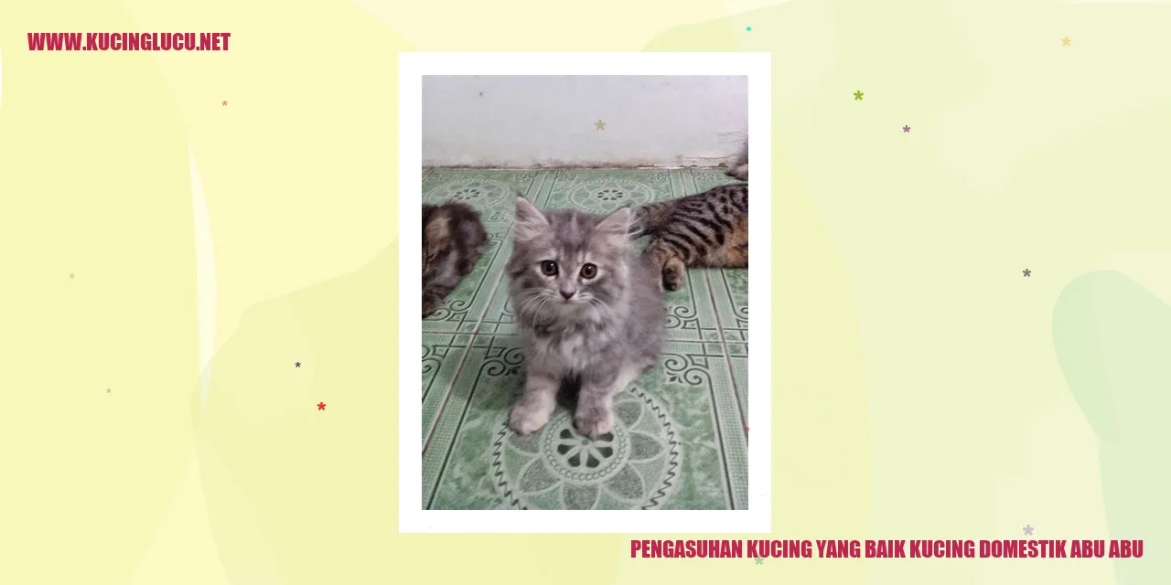 Kucing Domestik Abu-abu