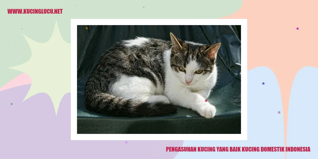 Gambar Kucing di Indonesia