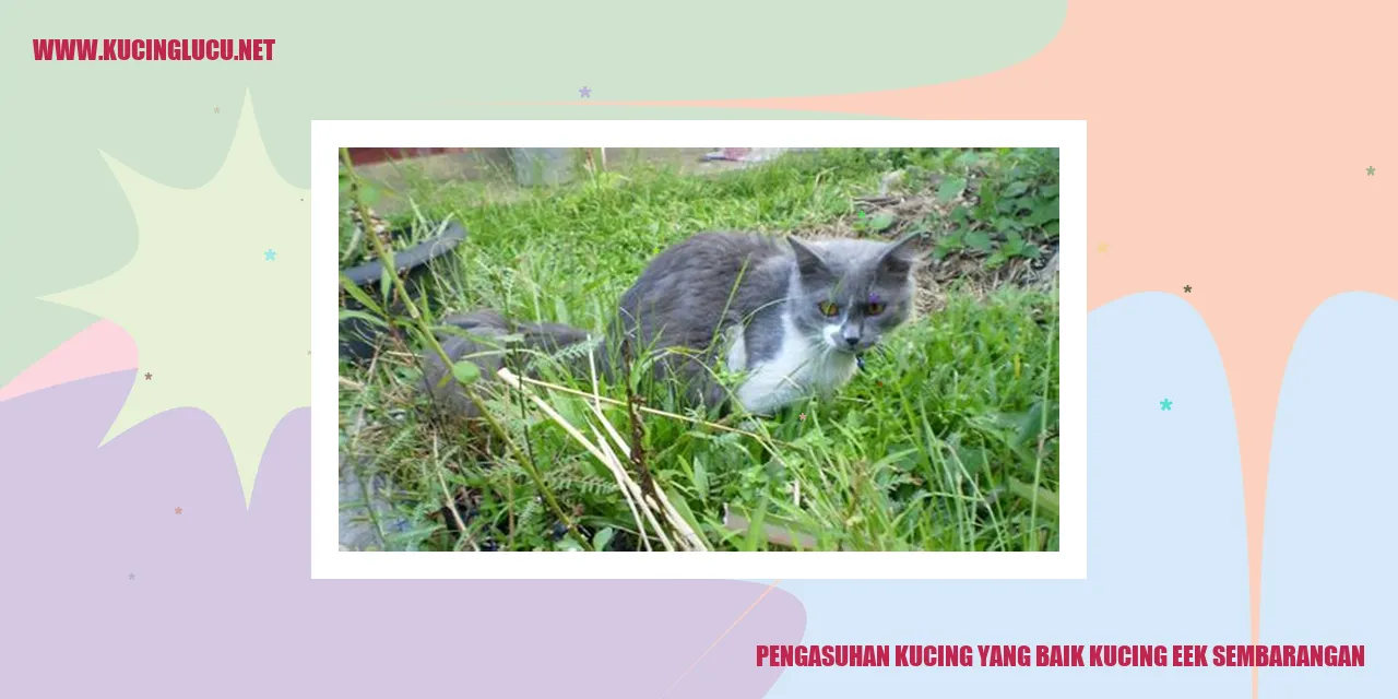 Kucing Buang Air Sembarangan