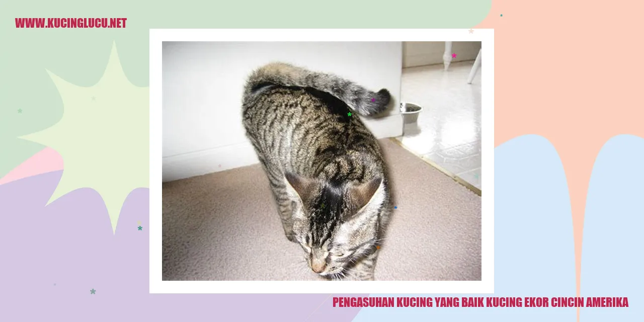 Gambar Kucing Ekor Cincin Amerika