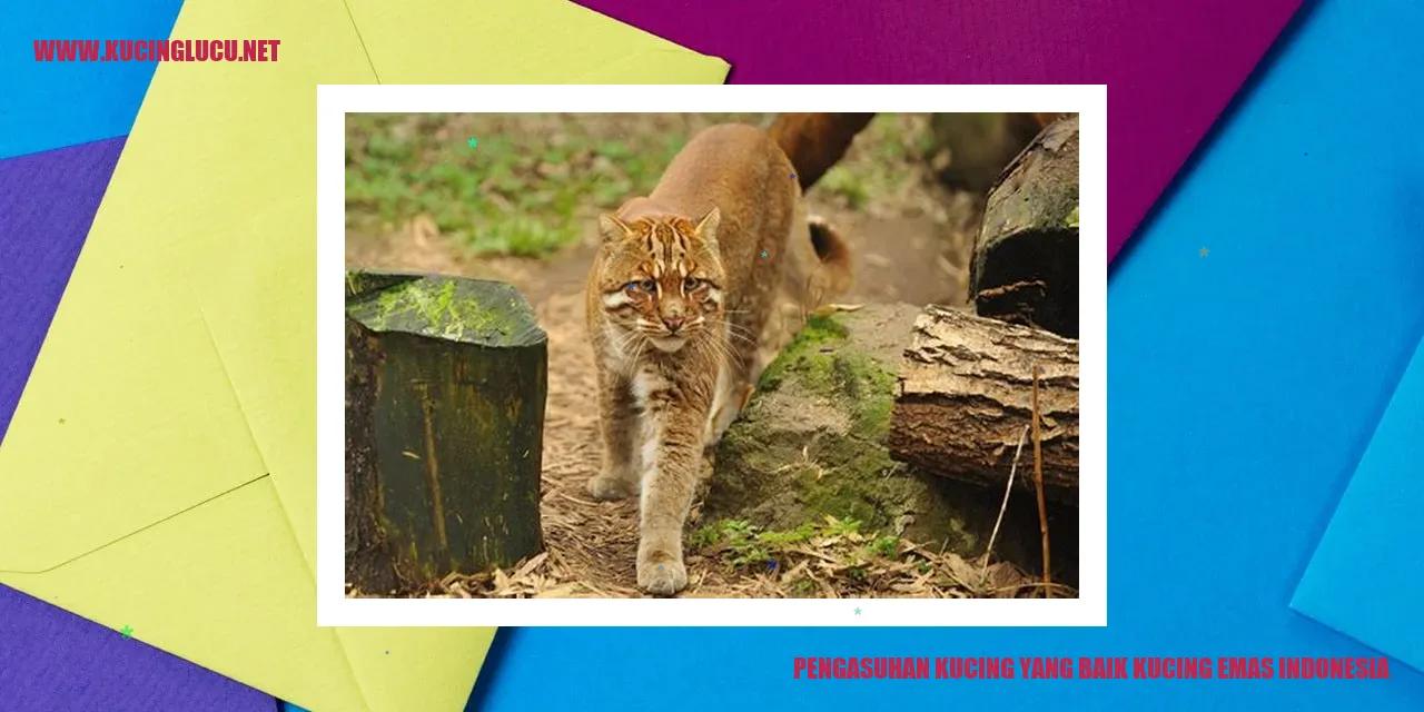 Gambar Kucing Emas Indonesia