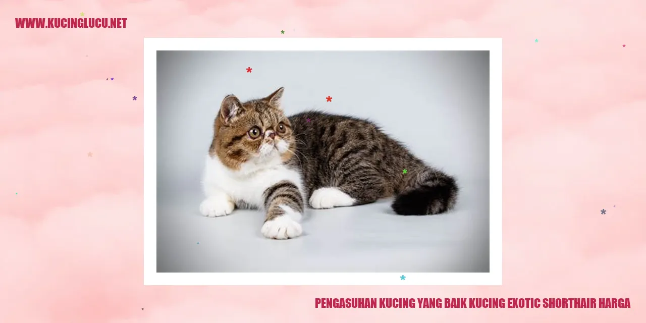 Gambar Kucing Exotic Shorthair