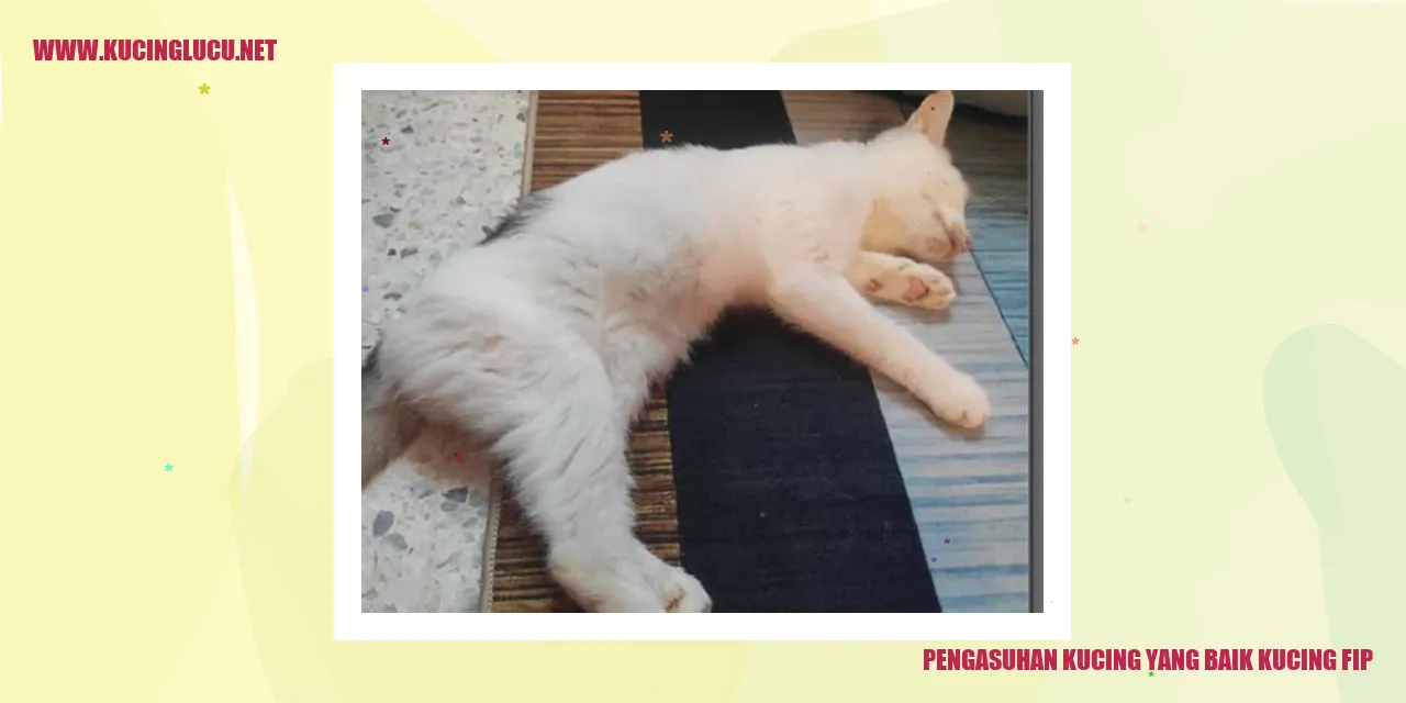 Gambar Kucing