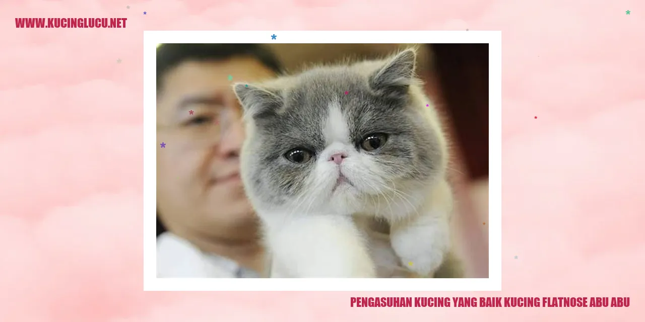 Gambar Kucing Flatnose Abu-abu