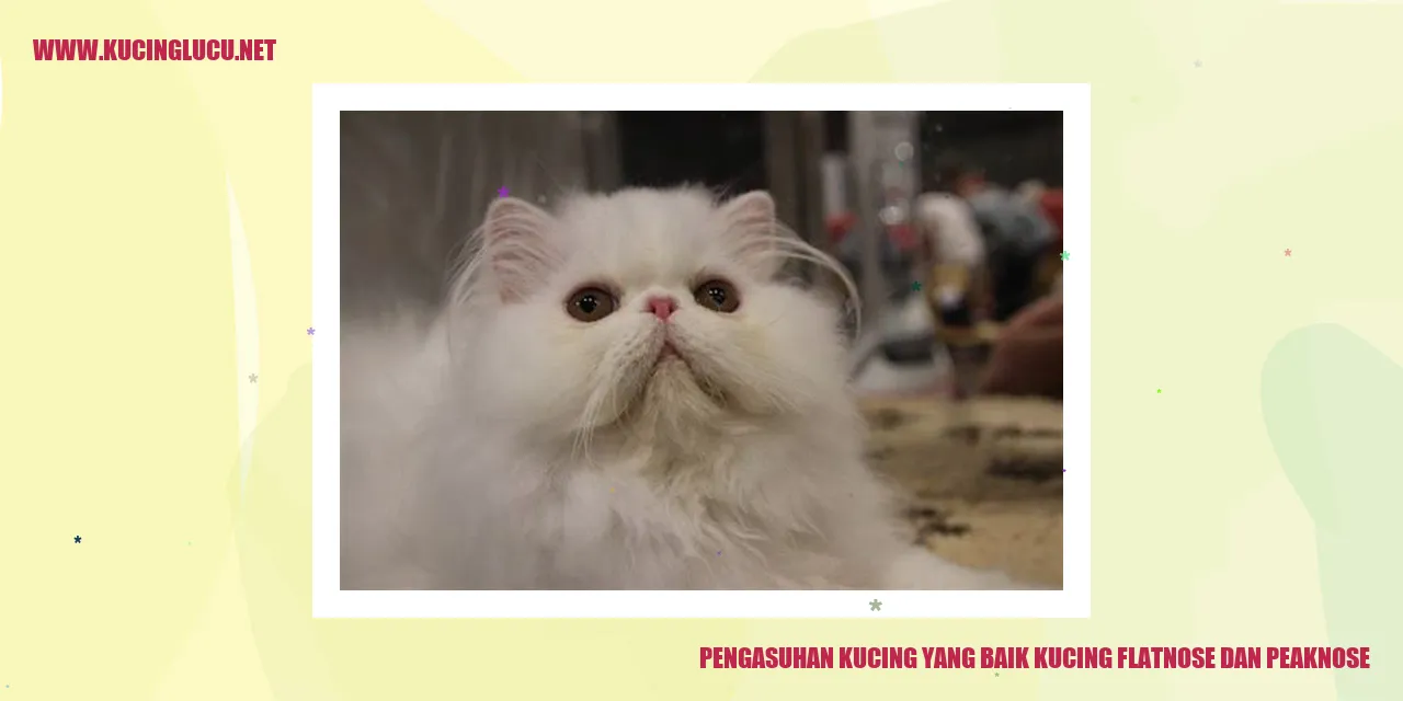 Kucing Berkaki Pendek