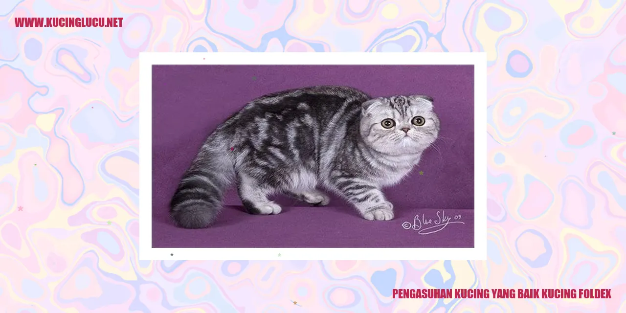 Kucing Foldex yang Imut