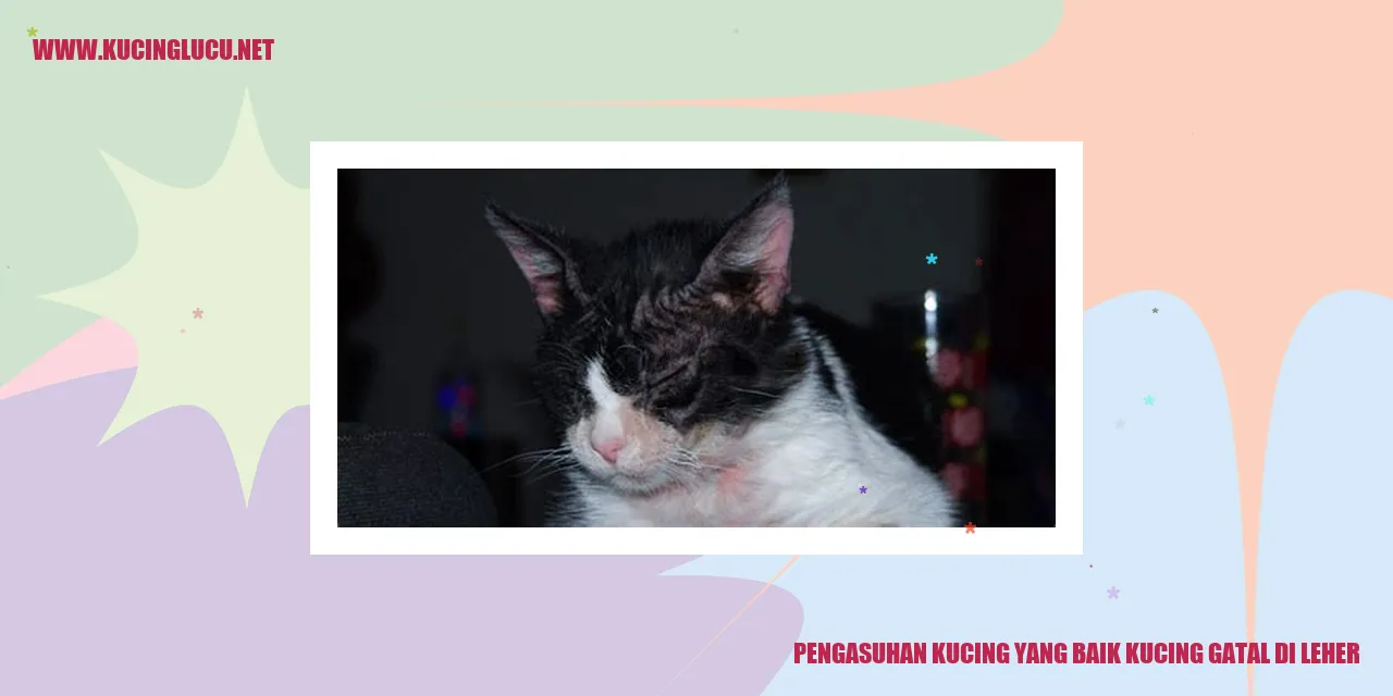 Kucing Mengalami Gatal di Leher
