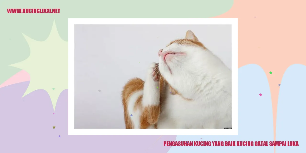 Kucing gatal dan luka