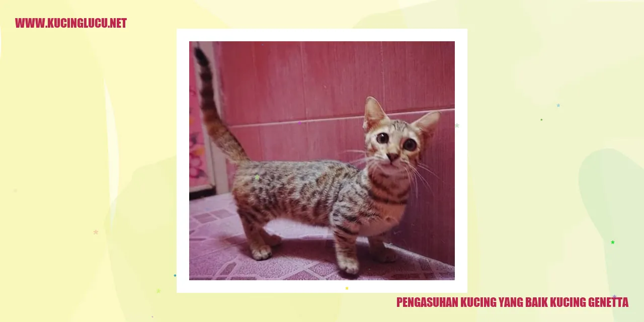 Kucing Genetta