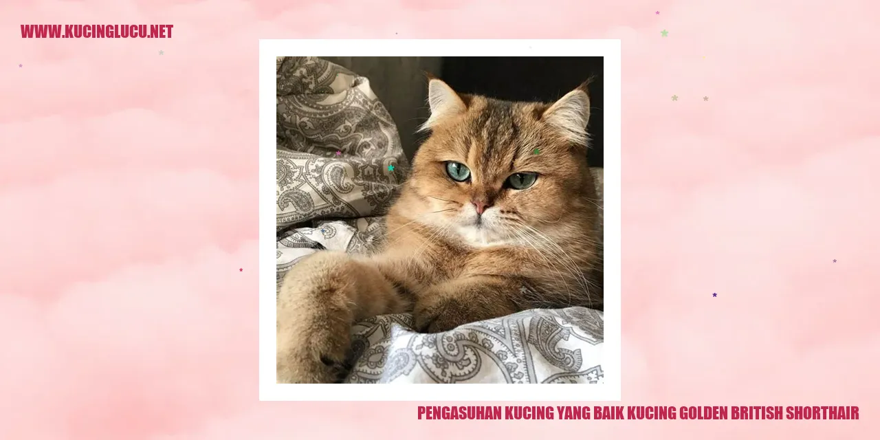 gambar kucing Golden British Shorthair