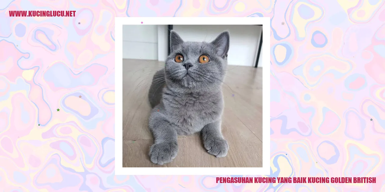 Kucing Golden British