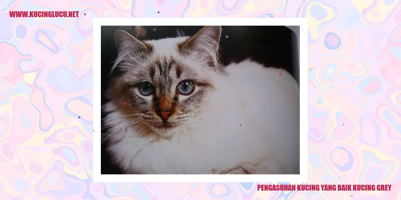 Gambar Kucing Grey
