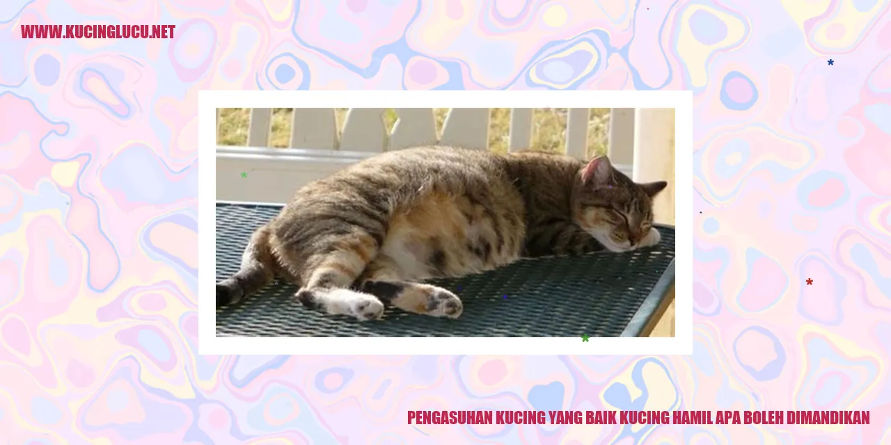Pengasuhan Kucing yang Baik