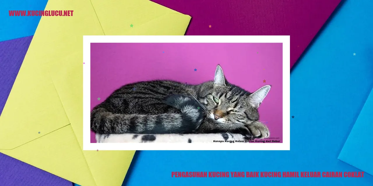 Gambar Kucing Hamil