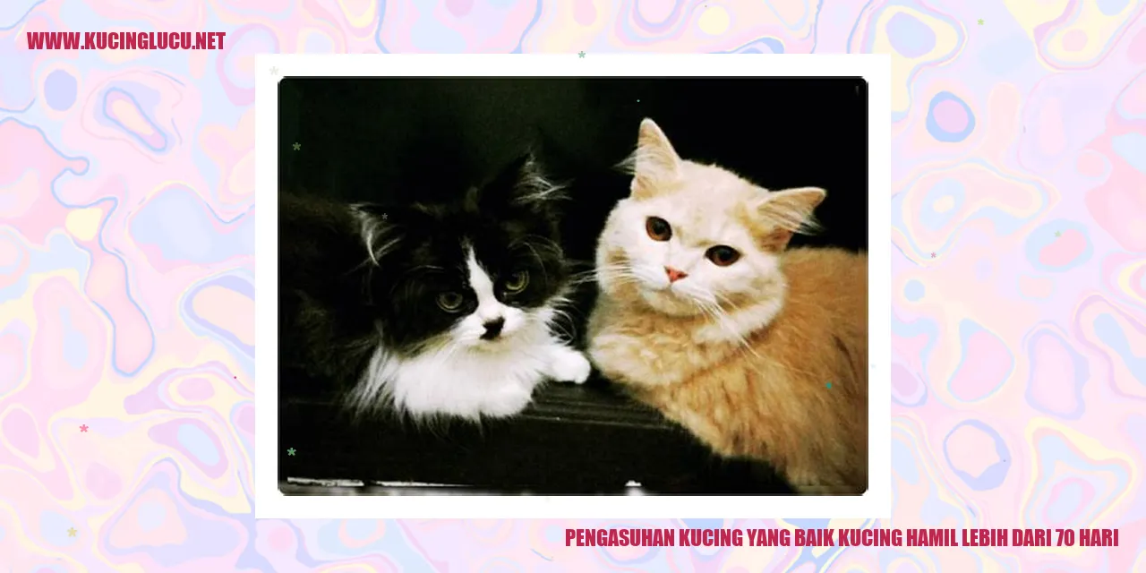 gambar kucing hamil