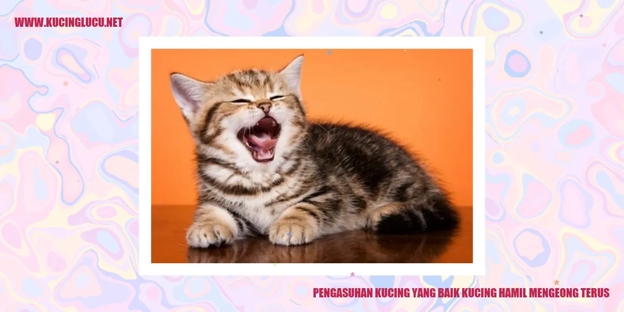 Kucing hamil mengeong terus