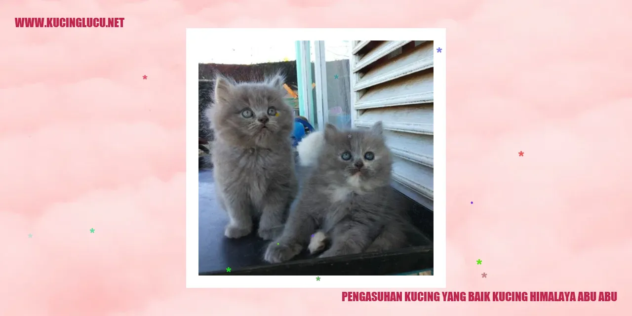 Gambar Kucing Himalaya Abu-abu