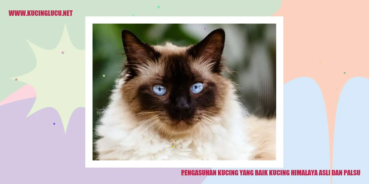 Kucing Himalaya