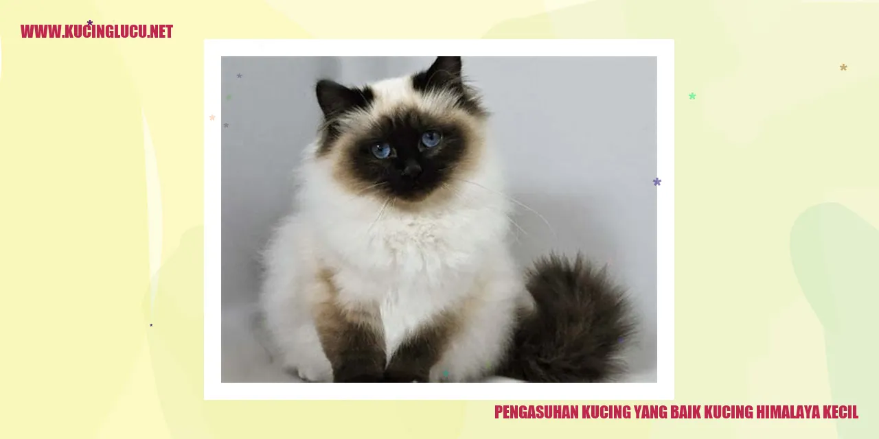 Kucing Himalaya