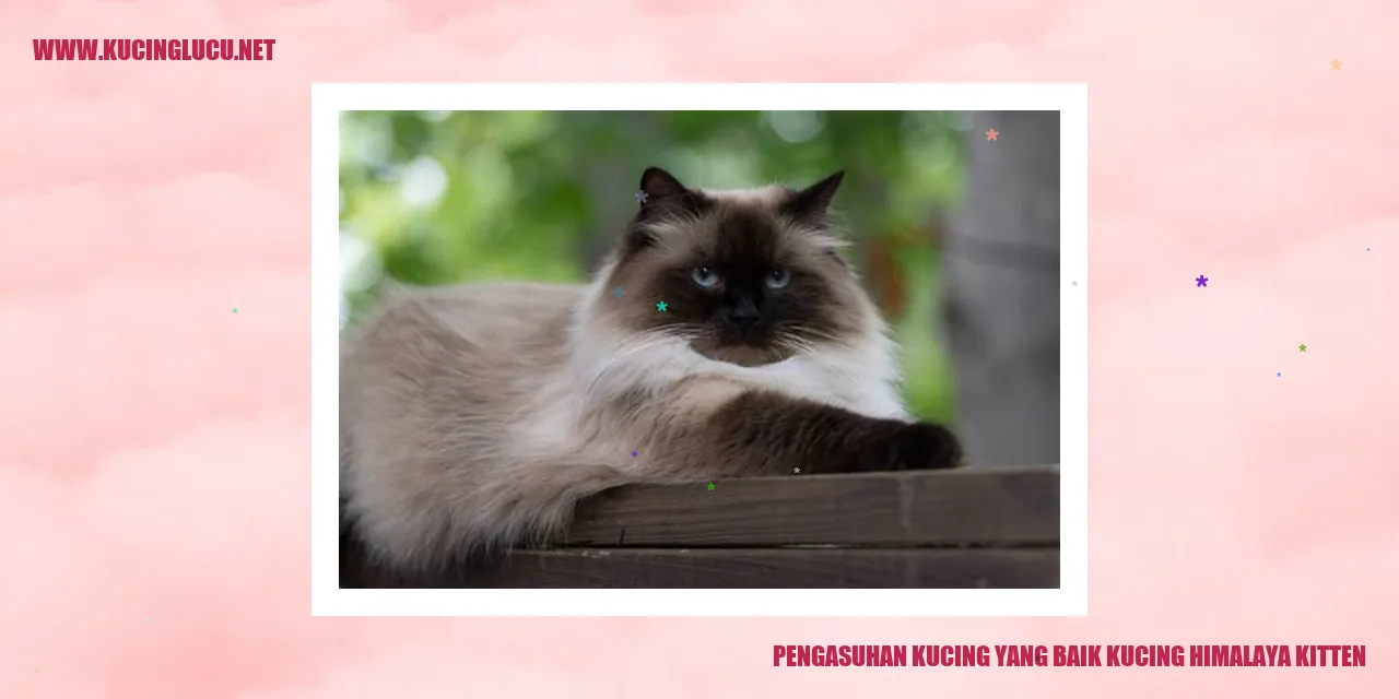 Gambar Kucing Himalaya Kitten