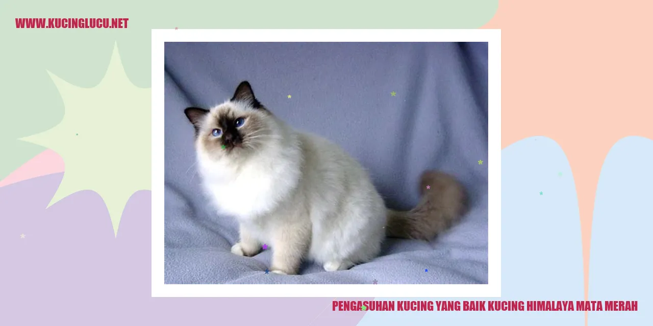 Kucing Himalaya Mata Merah