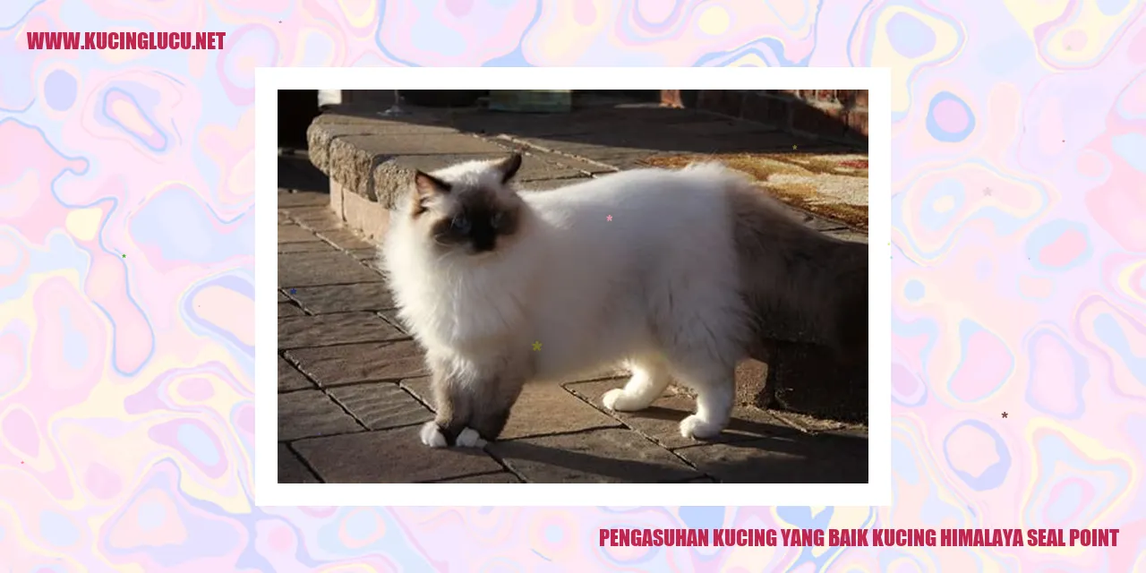 Kucing Himalaya Seal Point
