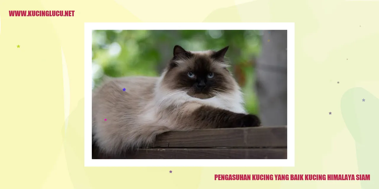 Kucing Himalaya Siam